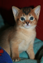 kitten